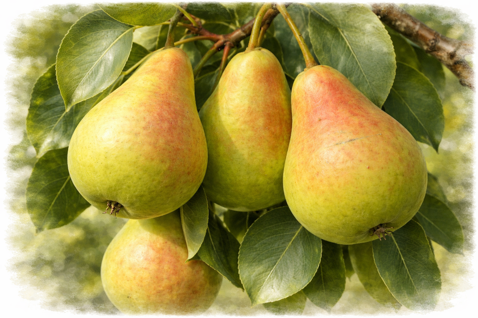 Груша "Лира"