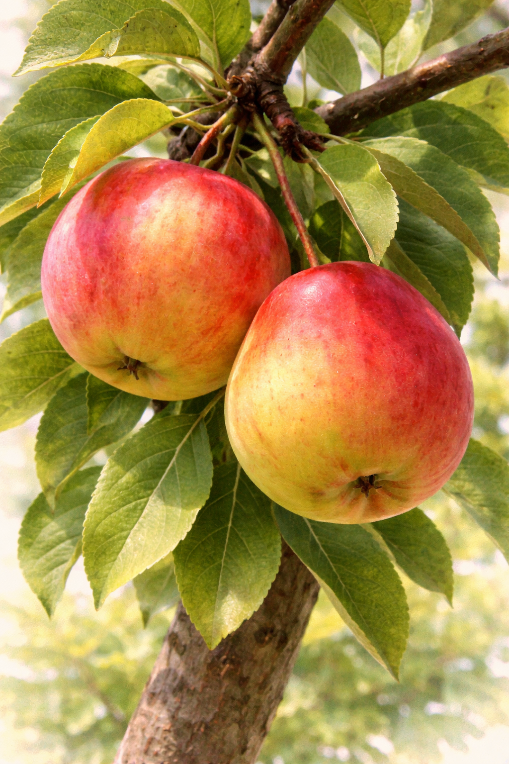 Яблоня "Абрикосовое"