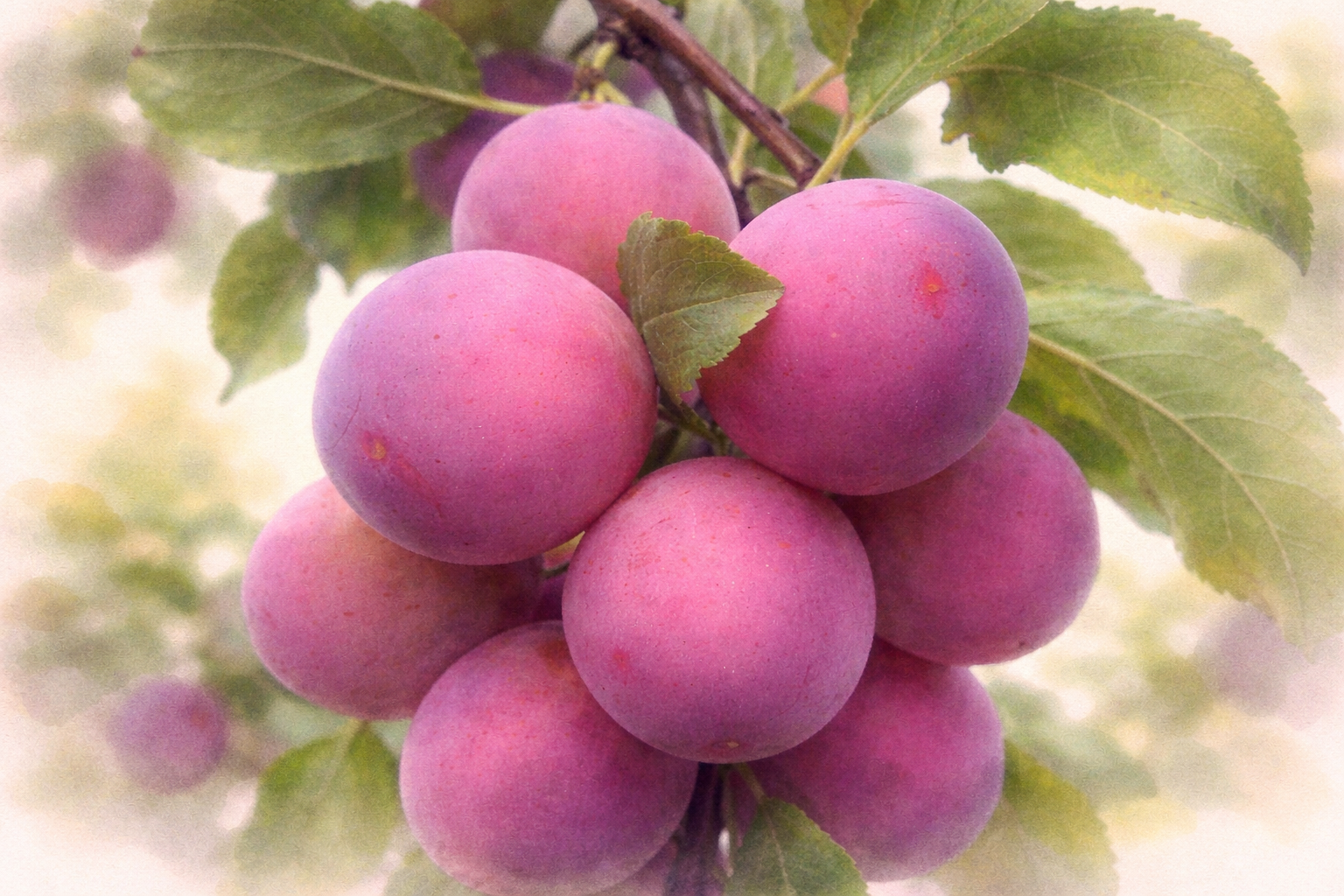 Слива "Деликатесная"