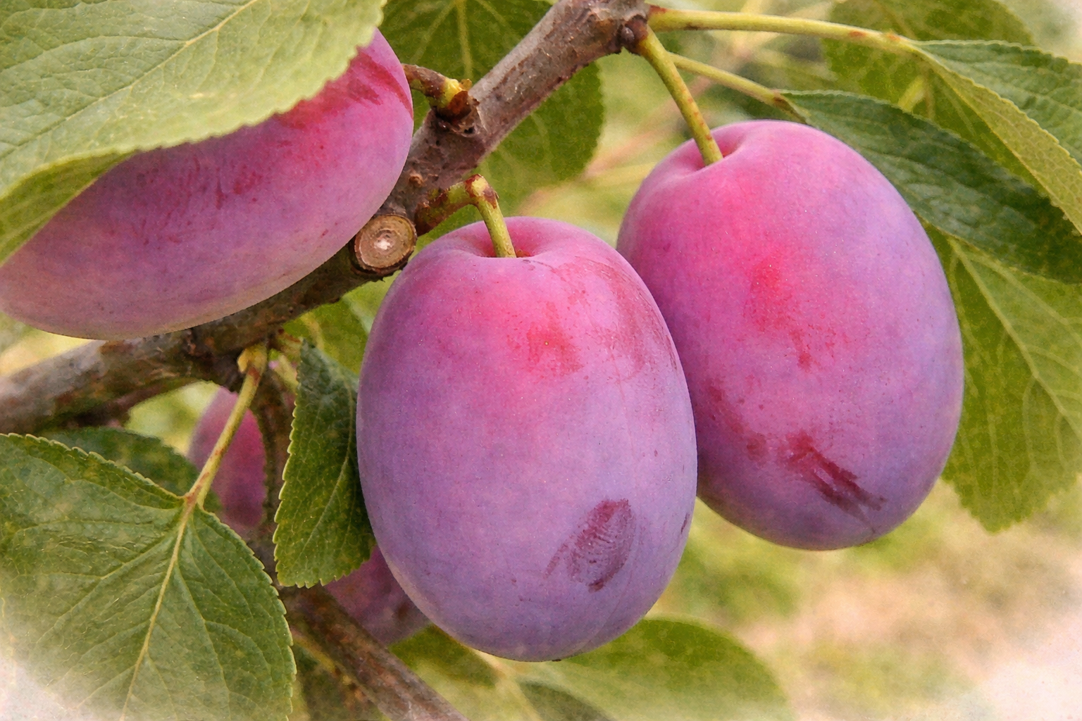 Слива "Королева Виктория"